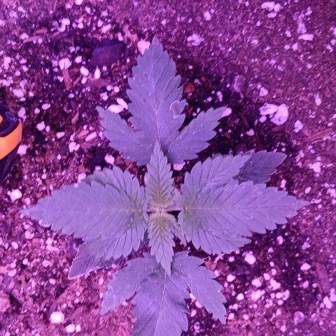 Darla growlog timeline photo