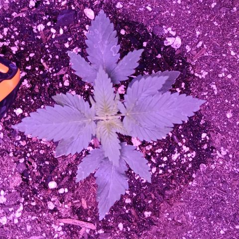 Darla growlog timeline photo