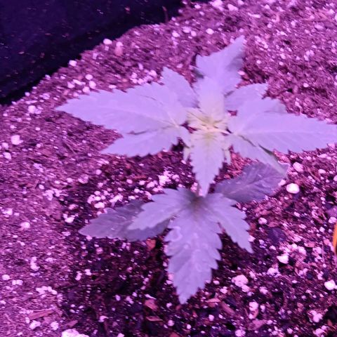 Darla growlog timeline photo