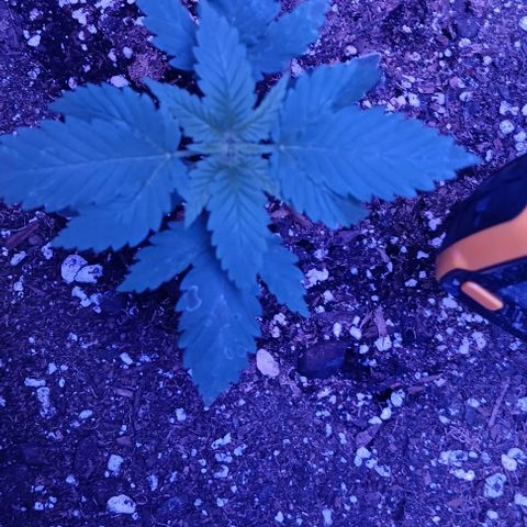 Darla growlog timeline photo