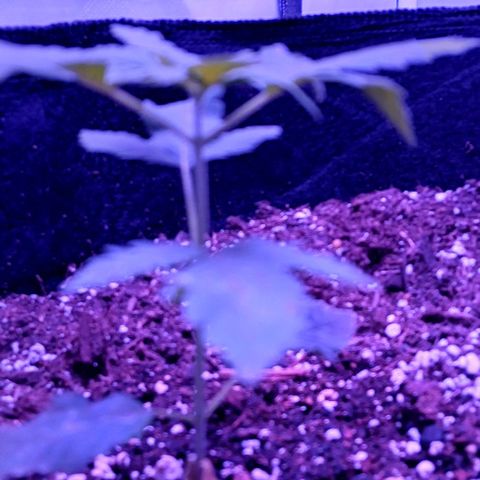 Darla growlog timeline photo