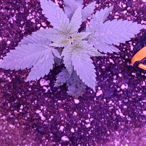 Darla growlog timeline photo
