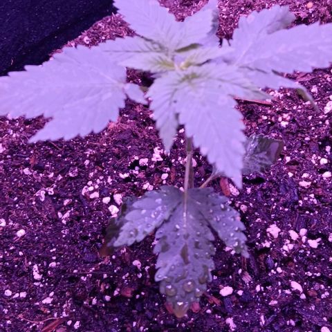 Darla growlog timeline photo