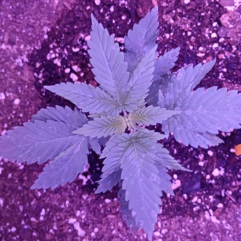 Darla growlog timeline photo