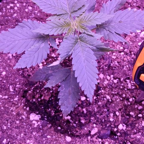 Darla growlog timeline photo