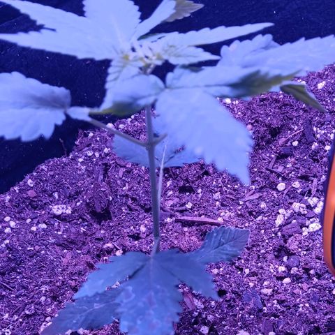 Darla growlog timeline photo