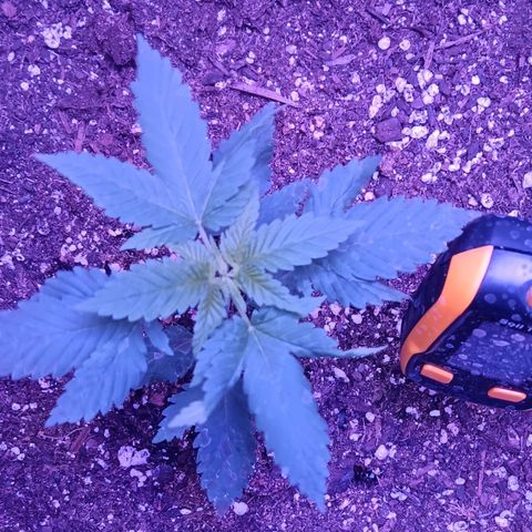 Darla growlog timeline photo