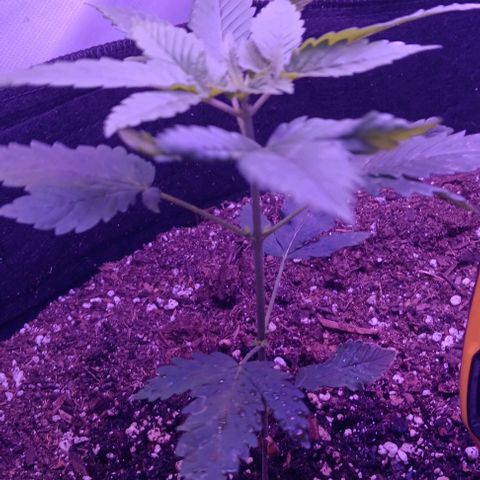 Darla growlog timeline photo