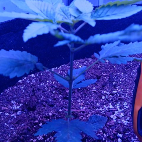 Darla growlog timeline photo