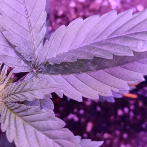Darla growlog timeline photo