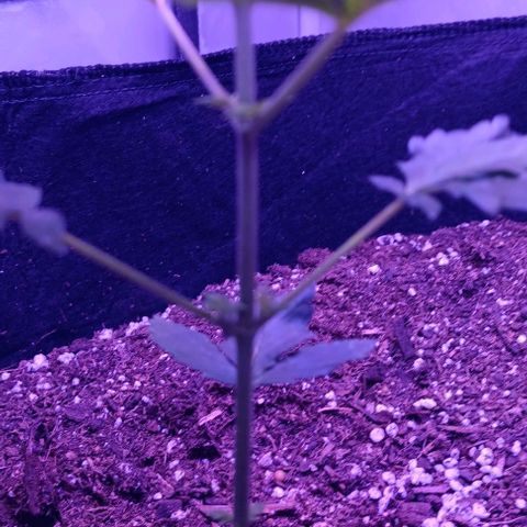 Darla growlog timeline photo