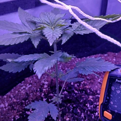 Darla growlog timeline photo