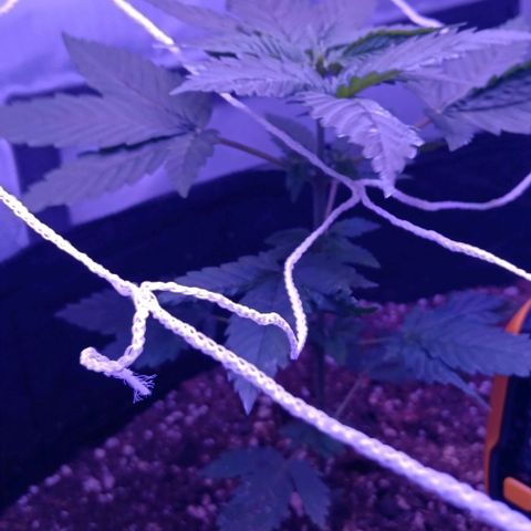 Darla growlog timeline photo