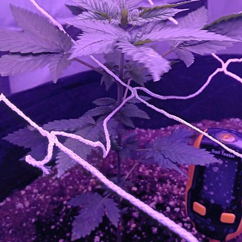 Darla growlog timeline photo