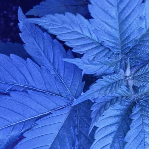 Darla growlog timeline photo
