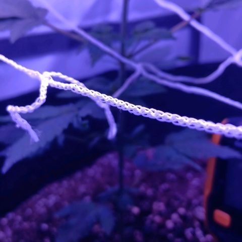 Darla growlog timeline photo