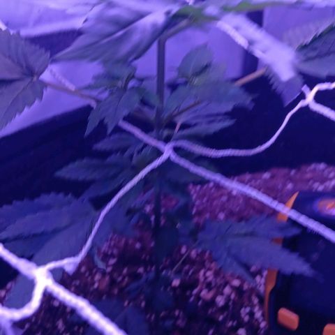 Darla growlog timeline photo