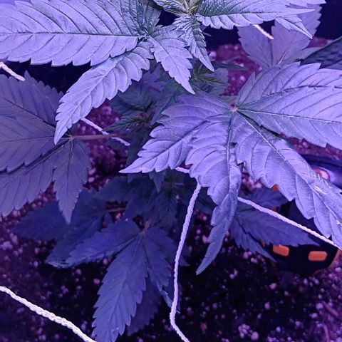 Darla growlog timeline photo