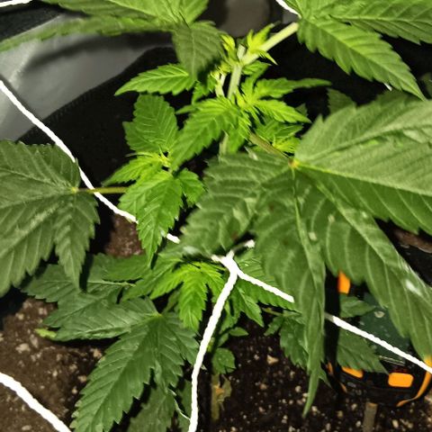 Darla growlog timeline photo