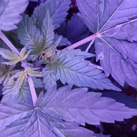 Darla growlog timeline photo