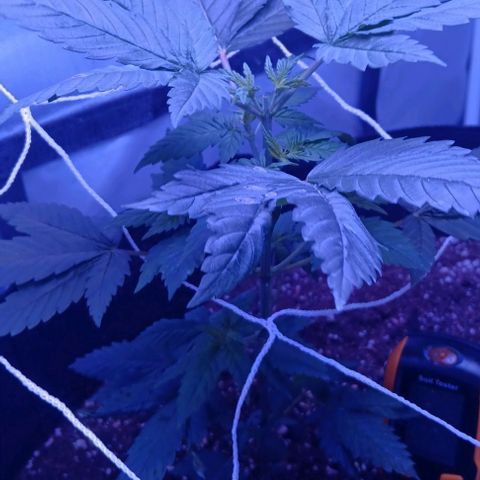 Darla growlog timeline photo