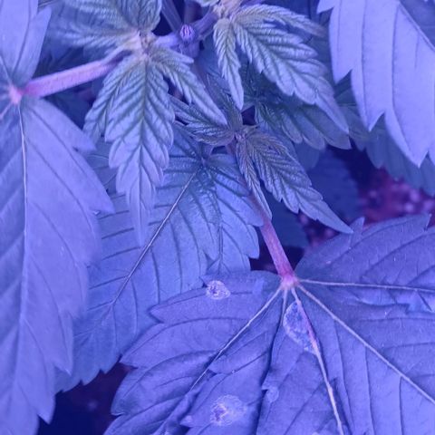 Darla growlog timeline photo