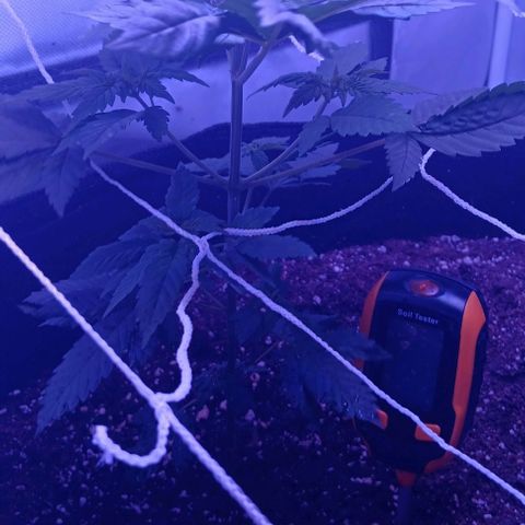 Darla growlog timeline photo