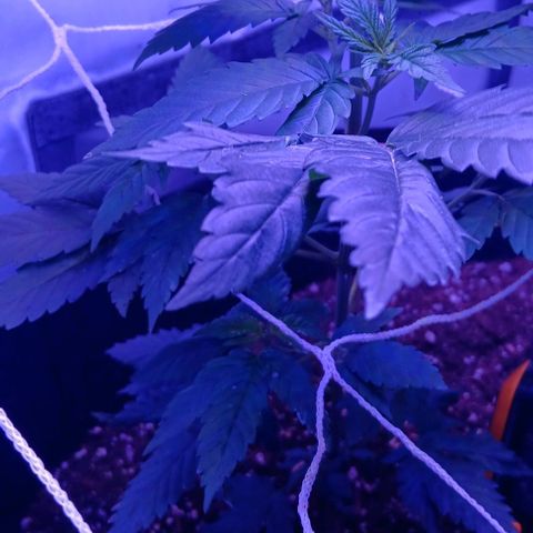 Darla growlog timeline photo