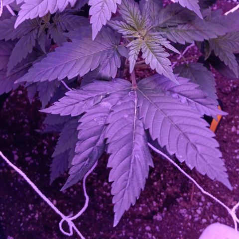 Darla growlog timeline photo