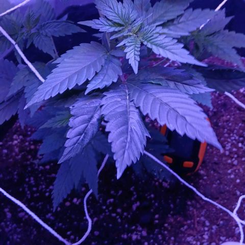 Darla growlog timeline photo
