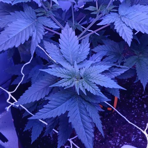 Darla growlog timeline photo