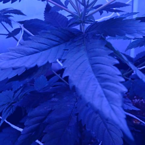 Darla growlog timeline photo