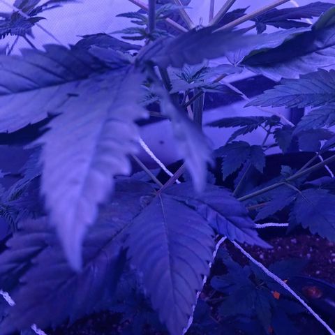 Darla growlog timeline photo