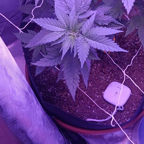 Darla growlog timeline photo