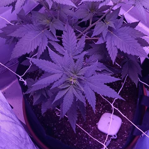 Darla growlog timeline photo