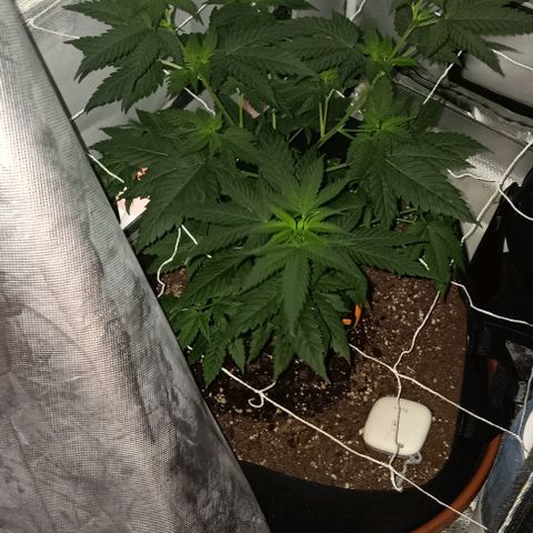 Darla growlog timeline photo