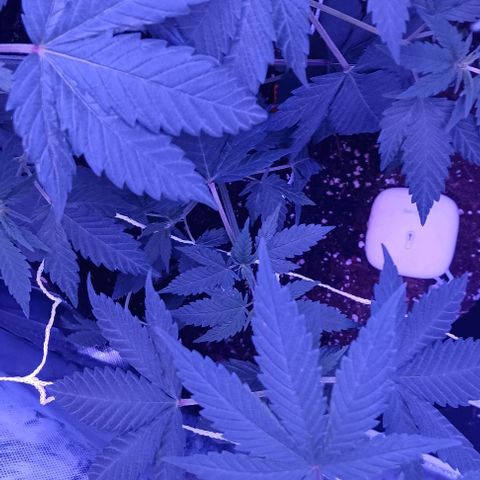 Darla growlog timeline photo
