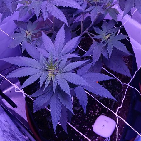 Darla growlog timeline photo