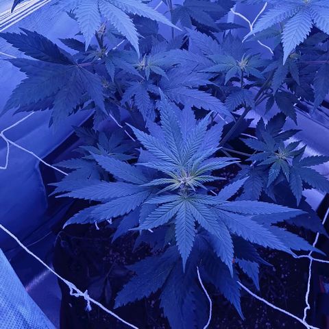Darla growlog timeline photo