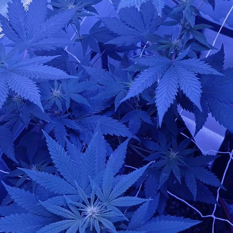 Darla growlog timeline photo