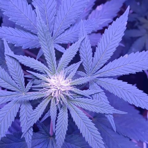 Darla growlog timeline photo