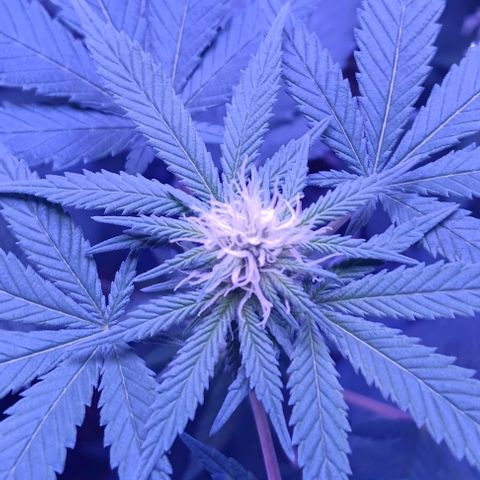 Darla growlog timeline photo