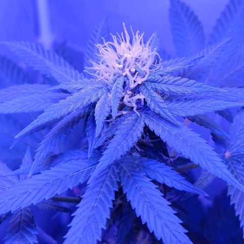 Darla growlog timeline photo