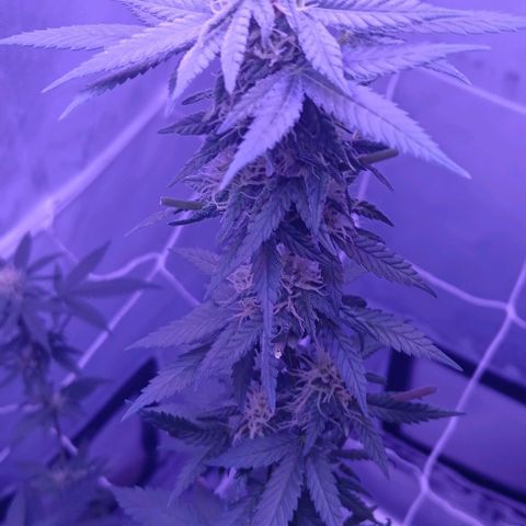 Darla growlog timeline photo