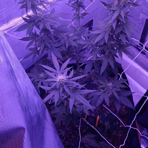 Darla growlog timeline photo