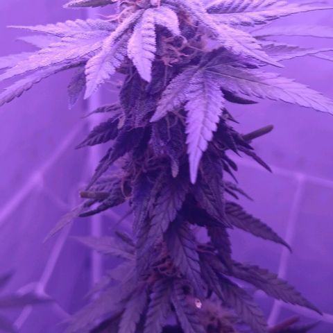 Darla growlog timeline photo