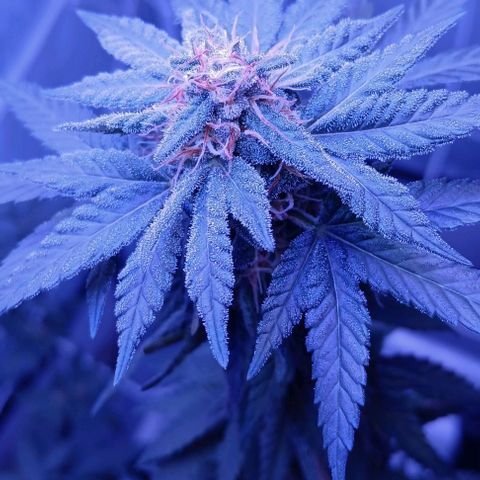 Darla growlog timeline photo