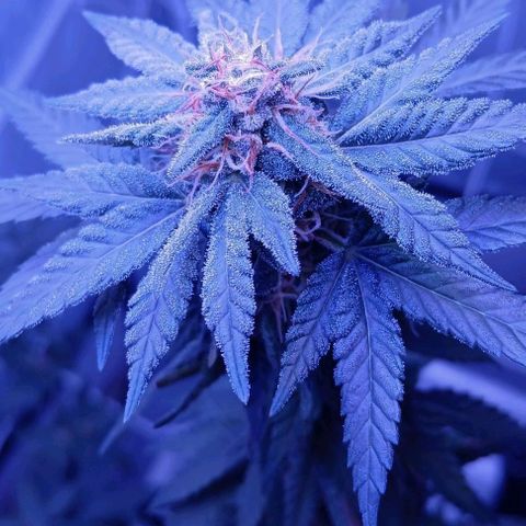 Darla growlog timeline photo