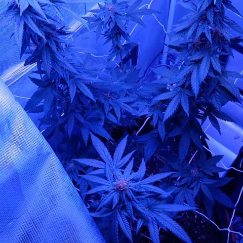Darla growlog timeline photo