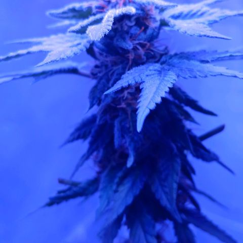 Darla growlog timeline photo